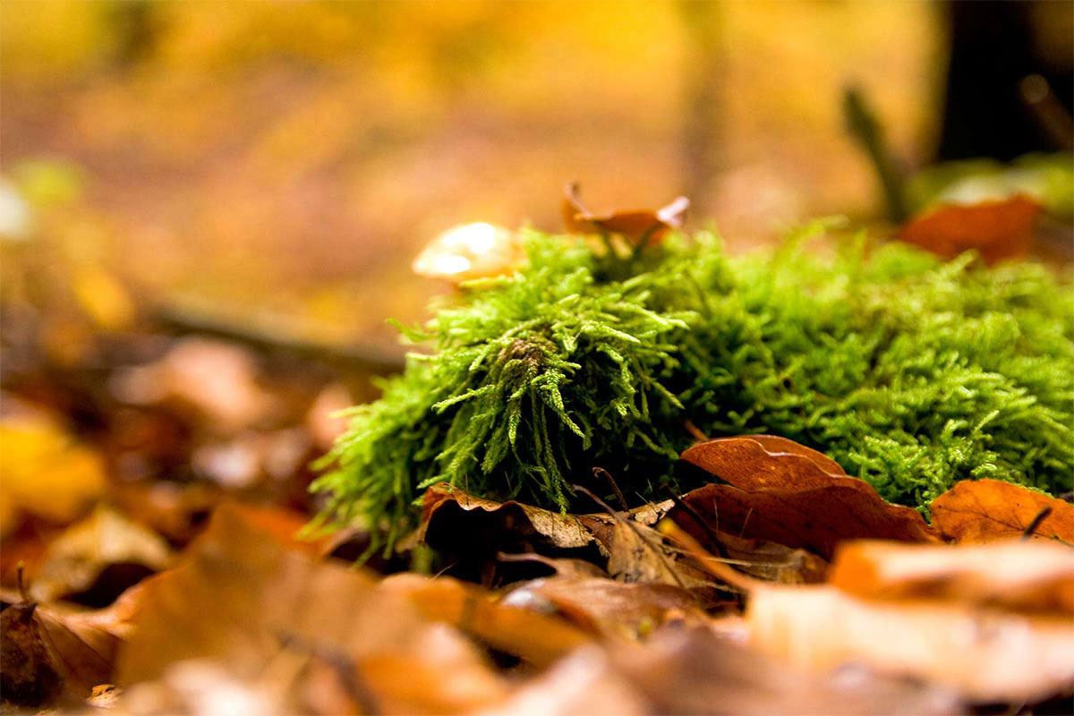 herbst2_web